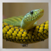 Schlange Poster (Vorne)