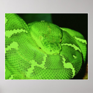 Schlange Poster