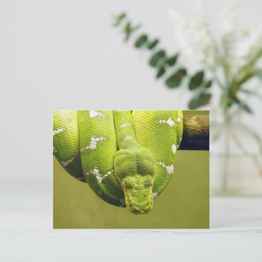 Schlange Postkarte (Stehend Vorderseite)
