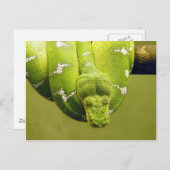 Schlange Postkarte (Vorne/Hinten)