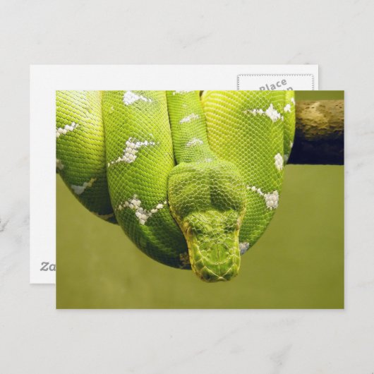 Schlange Postkarte (Vorne/Hinten)