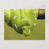 Schlange Postkarte (Vorderseite)