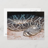 Schlange Postkarte (Vorne/Hinten)