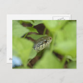 Schlange Postkarte (Vorne/Hinten)