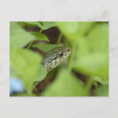 Schlange Postkarte (Vorderseite)