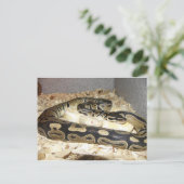 Schlange Postkarte (Stehend Vorderseite)
