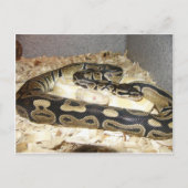 Schlange Postkarte (Vorderseite)