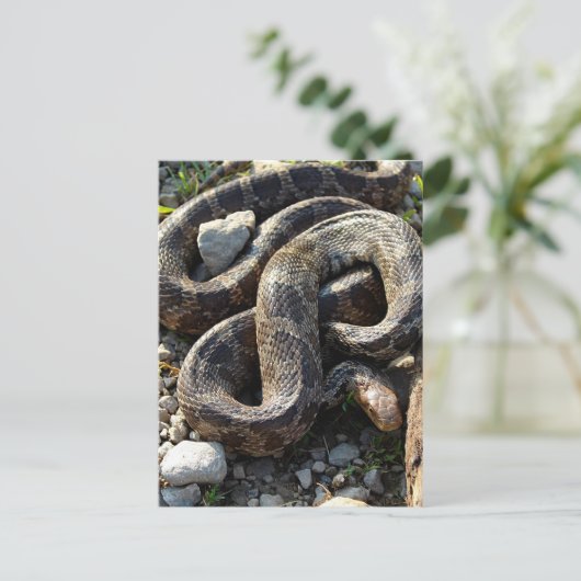 Schlange Postkarte (Stehend Vorderseite)