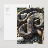 Schlange Postkarte (Vorne/Hinten)