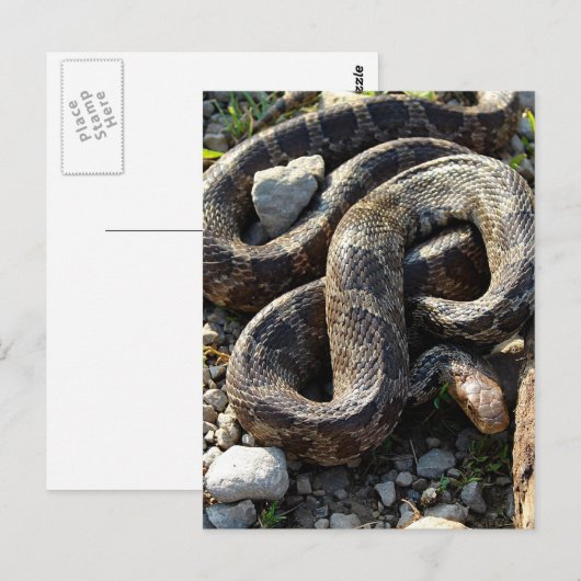 Schlange Postkarte (Vorne/Hinten)