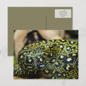 Schlange Postkarte (Vorne/Hinten)