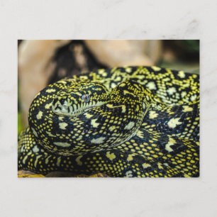 Schlange Postkarte