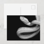 Schlange Postkarte (Vorne/Hinten)