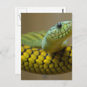 Schlange Reptile Postkarte (Vorne/Hinten)