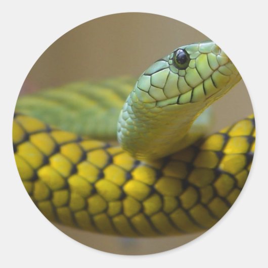 Schlange Reptile Runder Aufkleber (Vorderseite)