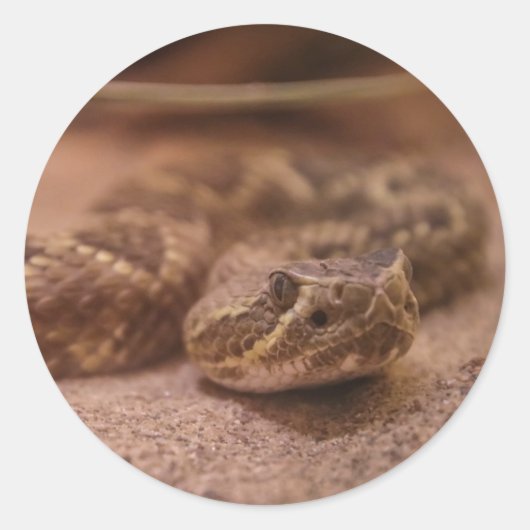 Schlange Runder Aufkleber (Vorderseite)