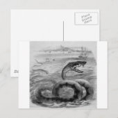 Schlange/Schlange Postkarte (Vorne/Hinten)