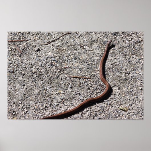 Schlangen Foto Poster (Vorne)