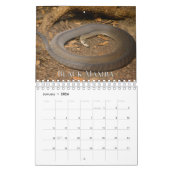 Schlangen-Sammlung Wall Calendar Kalender (Jan 2026)