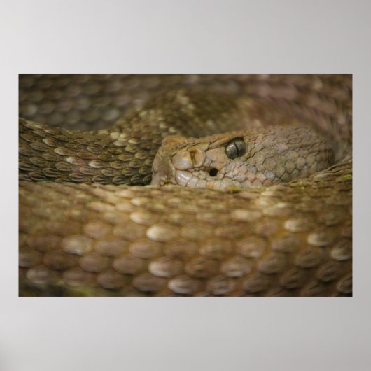 Schlangenauge Poster (Vorne)