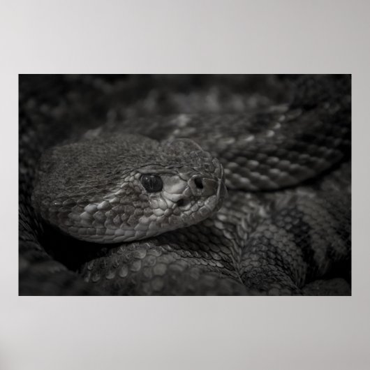Schlangenauge Poster (Vorne)