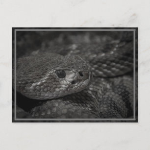 Schlangenauge Postkarte
