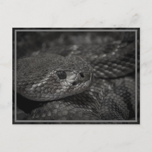 Schlangenauge Postkarte (Vorderseite)