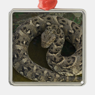 Schlangenbeschwörers Afrikanische Puffotter Bitis Ornament Aus Metall