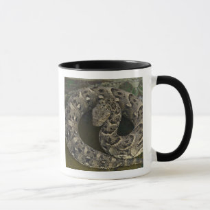 Schlangenbeschwörers Afrikanische Puffotter Bitis Tasse
