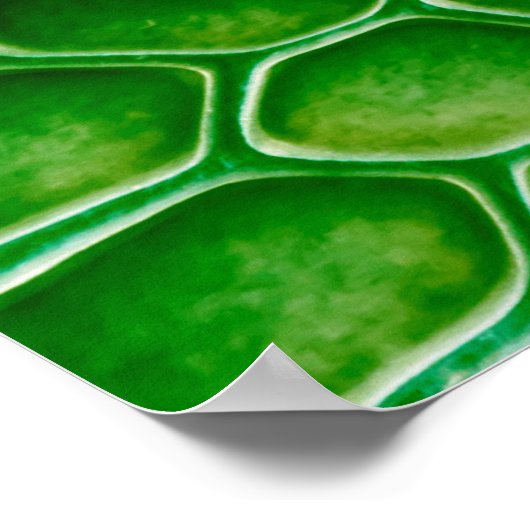 Schlangenhaut Poster (Ecke)