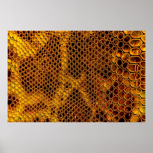 Schlangenhaut Poster (Vorne)