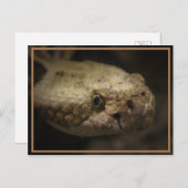 Schlangenkopf Postkarte (Vorne/Hinten)