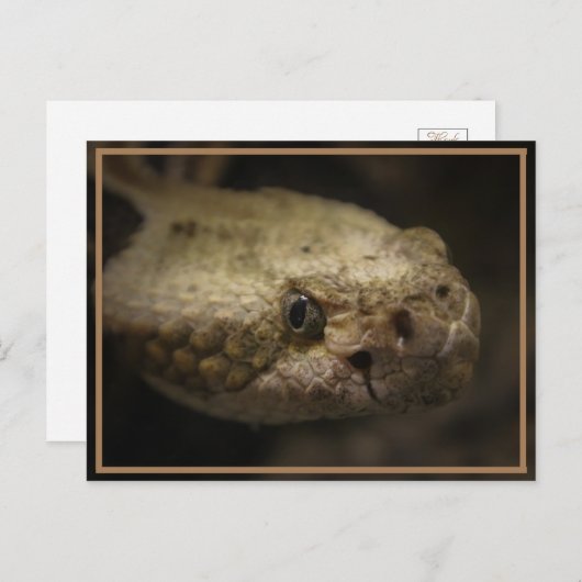 Schlangenkopf Postkarte (Vorne/Hinten)