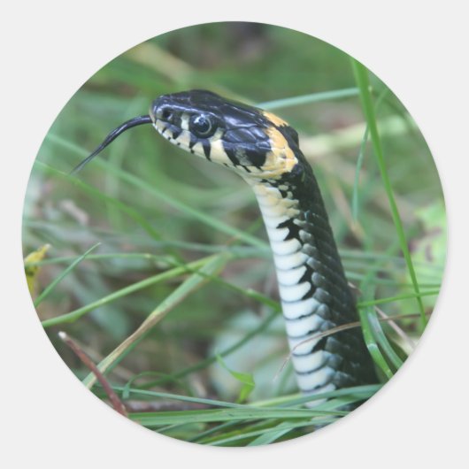 Schlangenkopf Runder Aufkleber (Vorderseite)