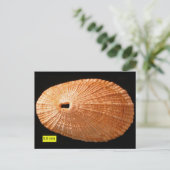 Schlangenlimpete (Diodora italica) Postkarte (Stehend Vorderseite)