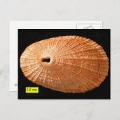 Schlangenlimpete (Diodora italica) Postkarte (Vorne/Hinten)