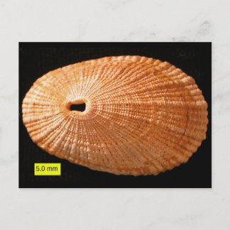 Schlangenlimpete (Diodora italica) Postkarte