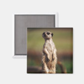 Schlangenmeerkat Magnet (Vorderseite/Rückseite)
