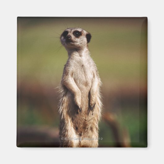 Schlangenmeerkat Magnet (Vorne)