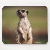 Schlangenmeerkat Mousepad (Vorne)