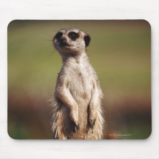 Schlangenmeerkat Mousepad (Vorne)