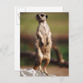 Schlangenmeerkat Postkarte (Vorne/Hinten)