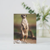 Schlangenmeerkat Postkarte (Stehend Vorderseite)
