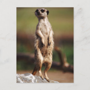 Schlangenmeerkat Postkarte