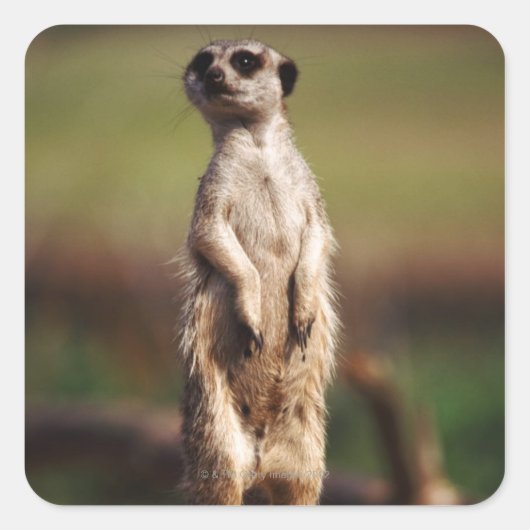 Schlangenmeerkat Quadratischer Aufkleber (Vorderseite)