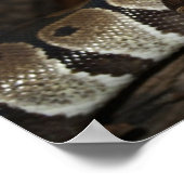 Schlangenposter (Ball Python) Poster (Ecke)