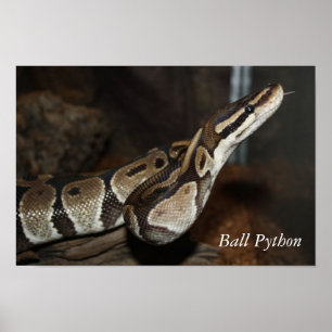 Schlangenposter (Ball Python) Poster
