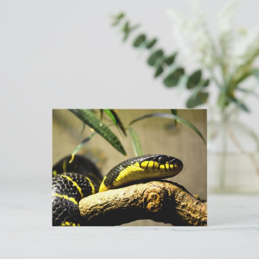 Schlangenreptil Postkarte (Stehend Vorderseite)