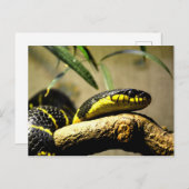 Schlangenreptil Postkarte (Vorne/Hinten)