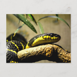 Schlangenreptil Postkarte